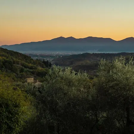 Gufo Lucca